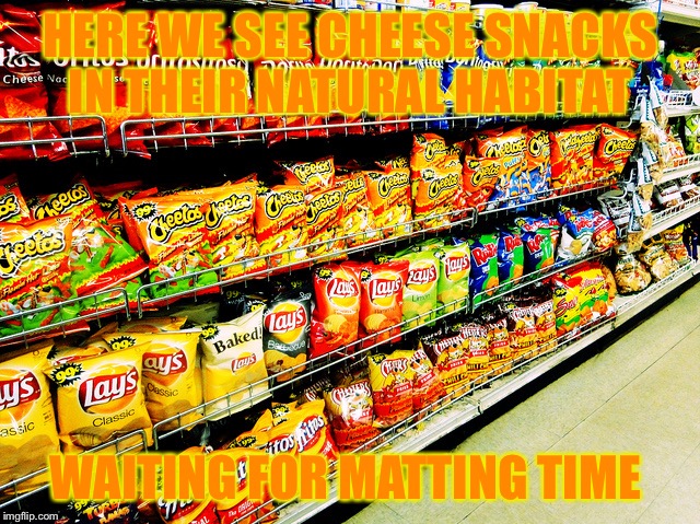 This would be a interesting documentary  | HERE WE SEE CHEESE SNACKS IN THEIR NATURAL HABITAT; WAITING FOR MATTING TIME | image tagged in cheetos,doritos,cheese snacks,grocery store | made w/ Imgflip meme maker