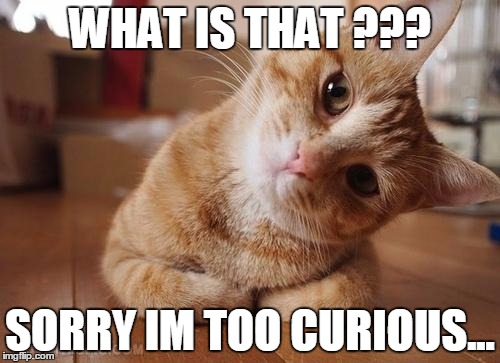 Cats Curious | WHAT IS THAT ??? SORRY IM TOO CURIOUS... | image tagged in memes,cats | made w/ Imgflip meme maker