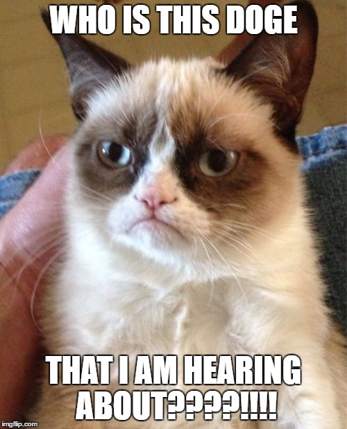 Grumpy Cat | WHO IS THIS DOGE; THAT I AM HEARING ABOUT????!!!! | image tagged in memes,grumpy cat | made w/ Imgflip meme maker