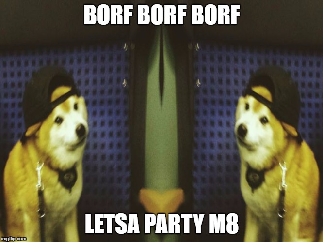 BORF BORF BORF; LETSA PARTY M8 | image tagged in hard doggo party | made w/ Imgflip meme maker