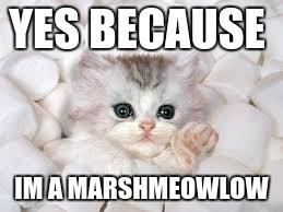 marshmallow kitty | YES BECAUSE IM A MARSHMEOWLOW | image tagged in marshmallow kitty | made w/ Imgflip meme maker