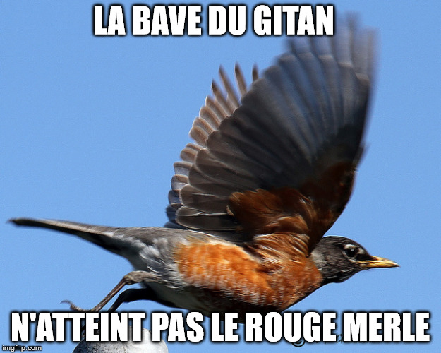 LA BAVE DU GITAN; N'ATTEINT PAS LE ROUGE MERLE | made w/ Imgflip meme maker