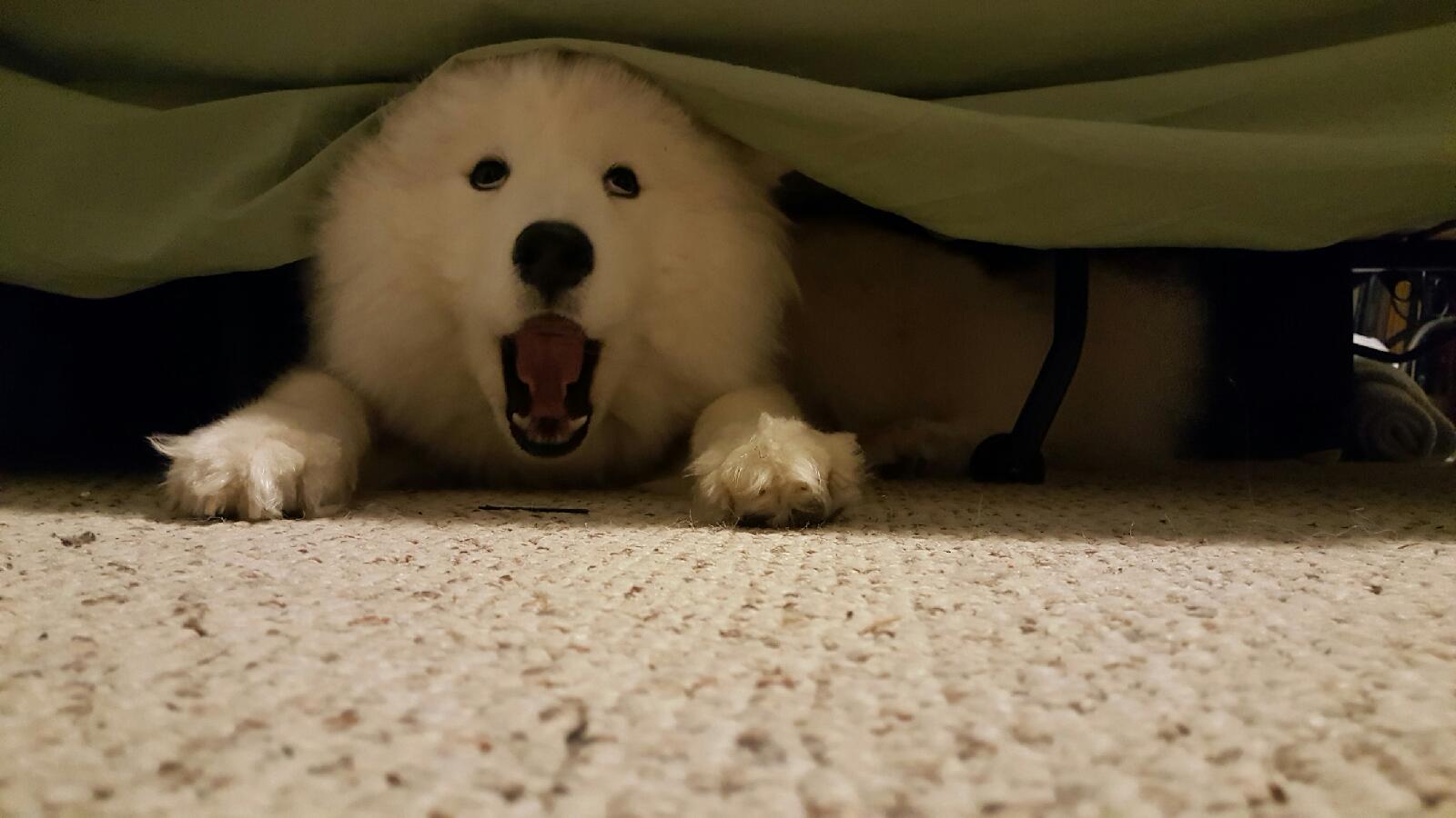 High Quality Samoyed shocked Blank Meme Template