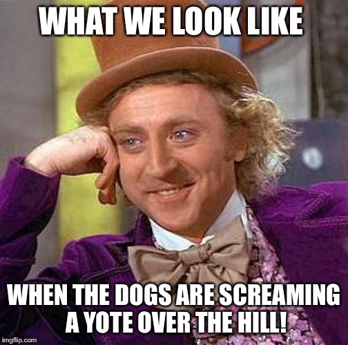 Creepy Condescending Wonka Meme | WHAT WE LOOK LIKE; WHEN THE DOGS ARE SCREAMING A YOTE OVER THE HILL! | image tagged in memes,creepy condescending wonka | made w/ Imgflip meme maker