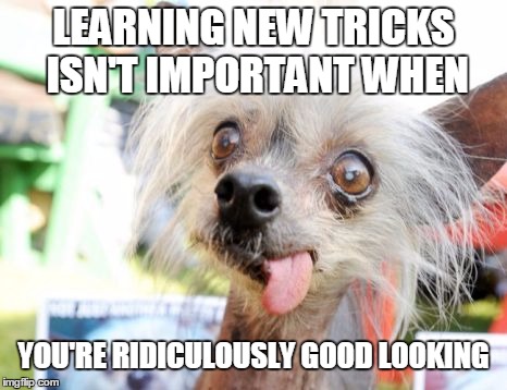 LEARNING NEW TRICKS ISN'T IMPORTANT WHEN; YOU'RE RIDICULOUSLY GOOD LOOKING | image tagged in funny dog memes,good looking | made w/ Imgflip meme maker
