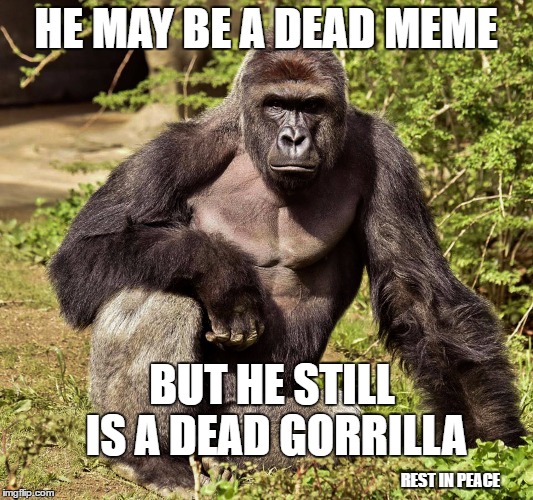 HE MAY BE A DEAD MEME; BUT HE STILL IS A DEAD GORRILLA; REST IN PEACE | image tagged in harambe | made w/ Imgflip meme maker