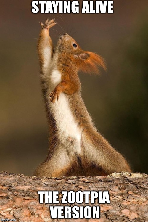 Dancing Squirrel | STAYING ALIVE; THE ZOOTPIA VERSION | image tagged in dancing squirrel | made w/ Imgflip meme maker