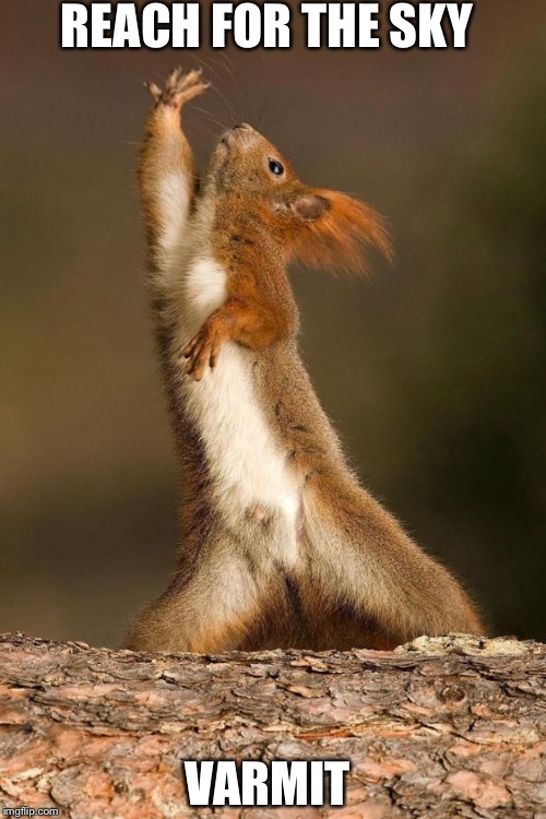 Dancing Squirrel | REACH FOR THE SKY; VARMIT | image tagged in dancing squirrel | made w/ Imgflip meme maker