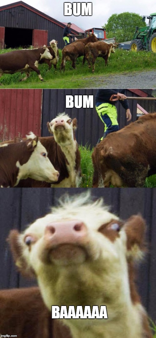 Bad pun cow  | BUM; BUM; BAAAAAA | image tagged in bad pun cow | made w/ Imgflip meme maker