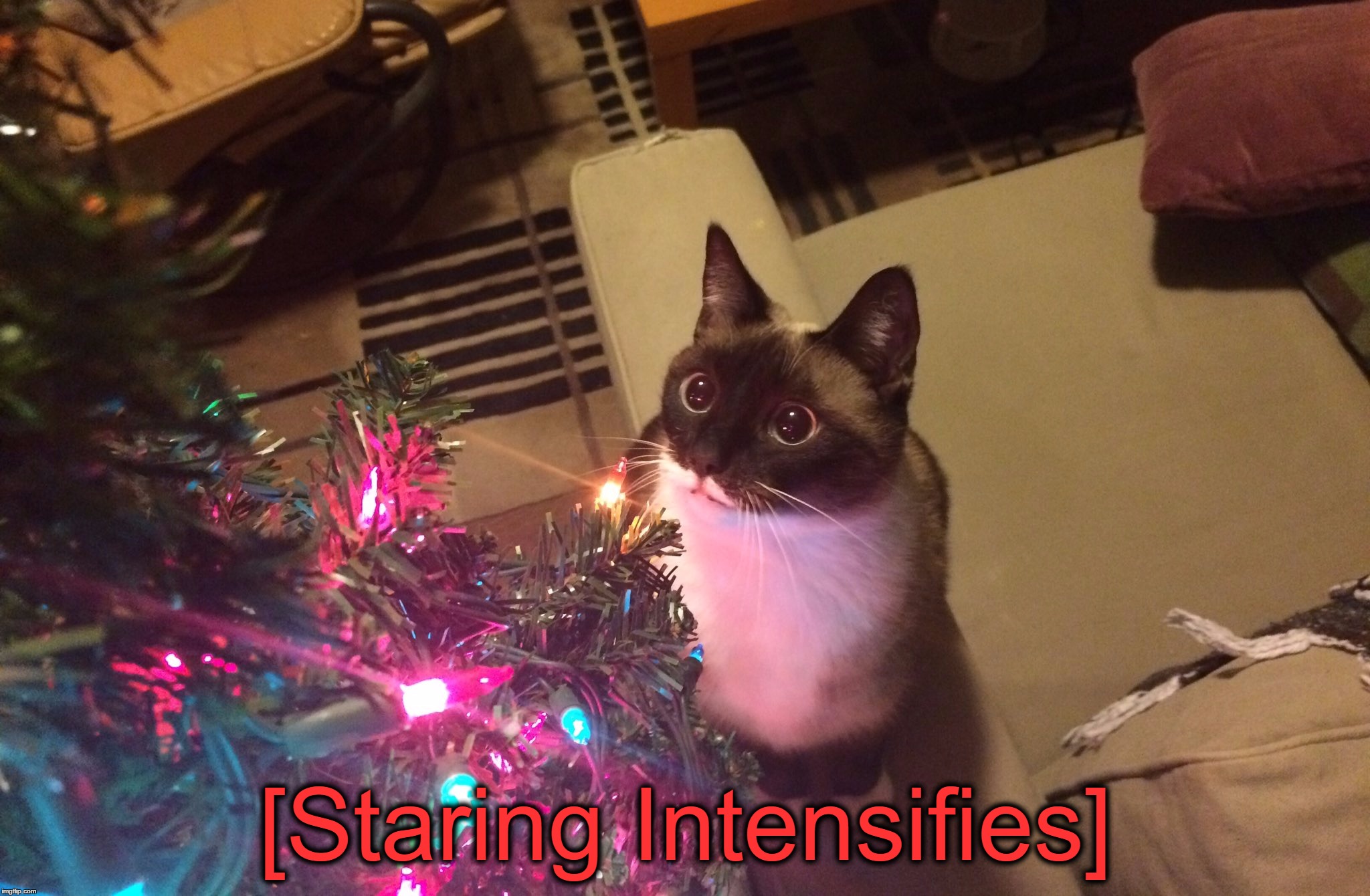 The Wonder Of A Christmas Tree, 12 Days Left Until Christmas... | [Staring Intensifies] | image tagged in memes,christmas,christmas tree,funny,cats,staring intensifies | made w/ Imgflip meme maker