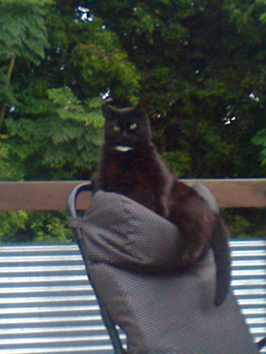 cat on campchair Blank Meme Template