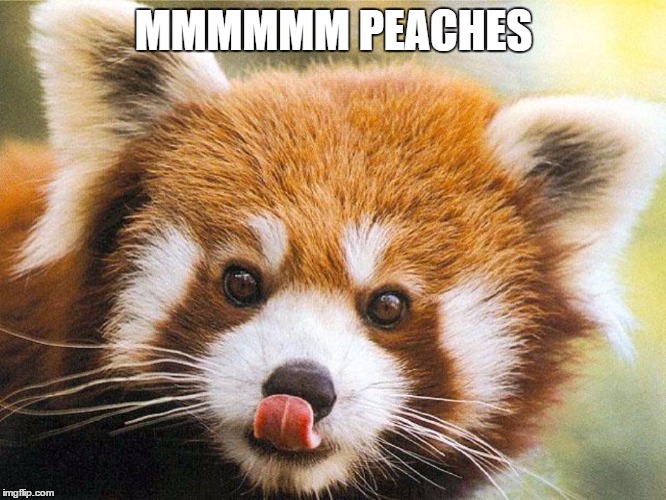 Red Panda Wants Kisses | MMMMMM PEACHES | image tagged in red panda wants kisses | made w/ Imgflip meme maker