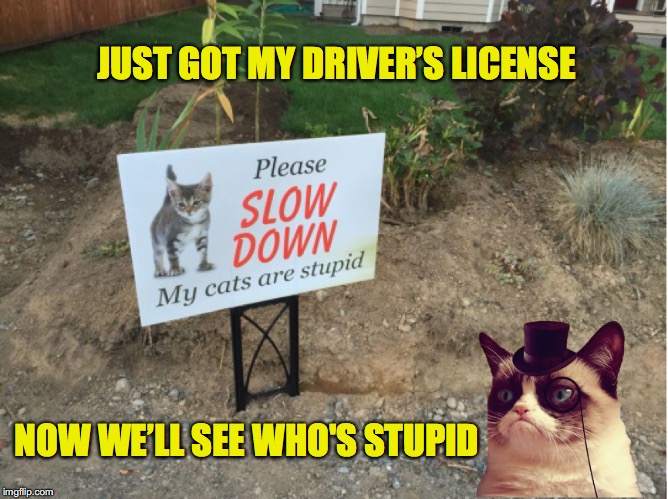 Roadkiller | JUST GOT MY DRIVER’S LICENSE; NOW WE’LL SEE WHO'S STUPID | image tagged in grumpy cat,roadkill | made w/ Imgflip meme maker