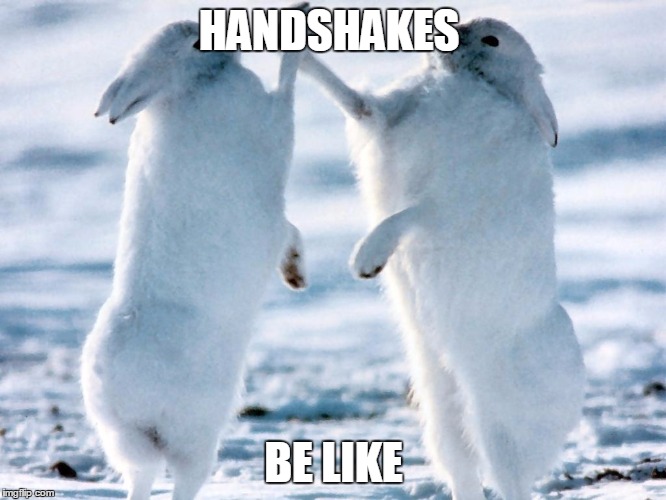 HANDSHAKES; BE LIKE | image tagged in bunny,high five,handshake | made w/ Imgflip meme maker