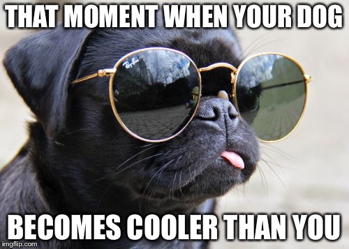 Cool dog | THAT MOMENT WHEN YOUR DOG; BECOMES COOLER THAN YOU | image tagged in memes | made w/ Imgflip meme maker