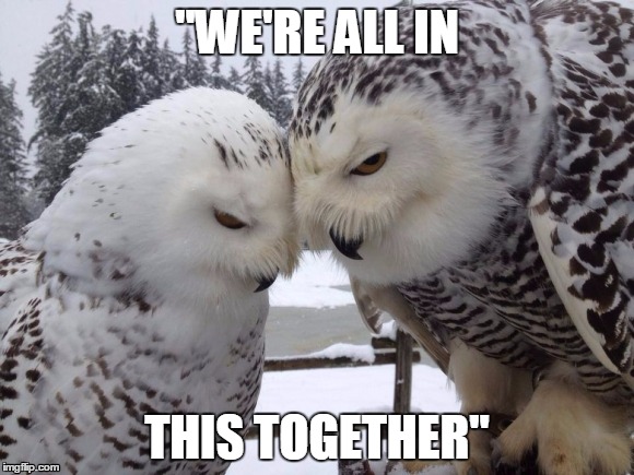 "WE'RE ALL IN; THIS TOGETHER" | image tagged in owls,owl,arctic,high school musical | made w/ Imgflip meme maker