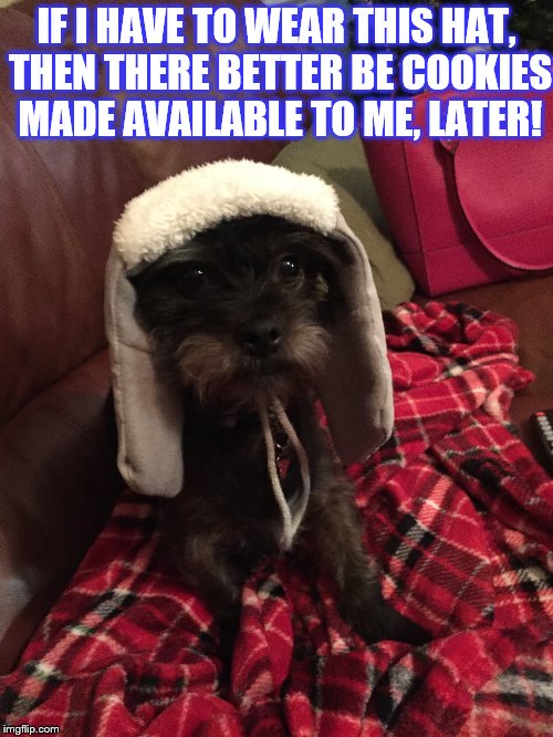 Dog in hat | IF I HAVE TO WEAR THIS HAT, THEN THERE BETTER BE COOKIES MADE AVAILABLE TO ME, LATER! | image tagged in cookies,dogs,hats,winter,sad dog | made w/ Imgflip meme maker
