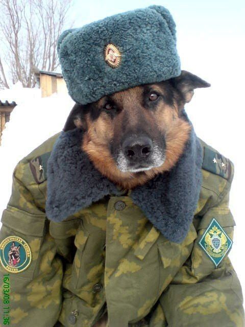 High Quality Russian Dog Blank Meme Template