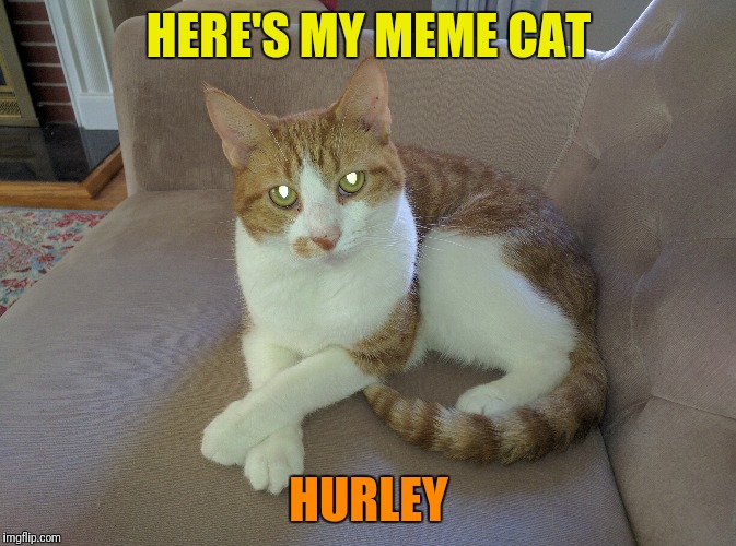 HERE'S MY MEME CAT HURLEY | made w/ Imgflip meme maker