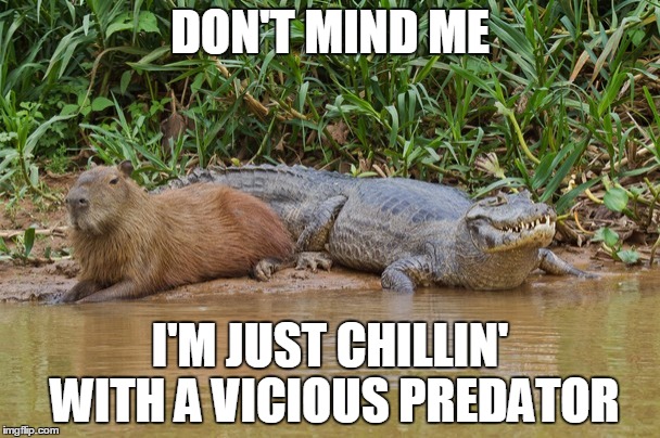 Capybara and Crocodile Chill | DON'T MIND ME; I'M JUST CHILLIN' WITH A VICIOUS PREDATOR | image tagged in capybara,crocodile,chill,predator | made w/ Imgflip meme maker