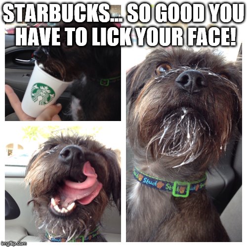 Starbucks | STARBUCKS... SO GOOD YOU HAVE TO LICK YOUR FACE! | image tagged in starbucks,coffee addict,dog,puppuccino,cute dog,happy dog | made w/ Imgflip meme maker