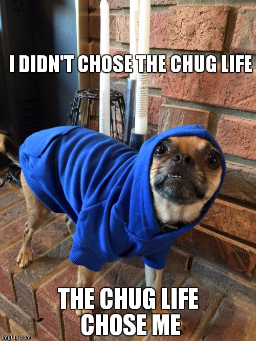 Charlie Chuglife | I DIDN'T CHOSE THE CHUG LIFE; THE CHUG LIFE CHOSE ME | image tagged in charlie chug life | made w/ Imgflip meme maker