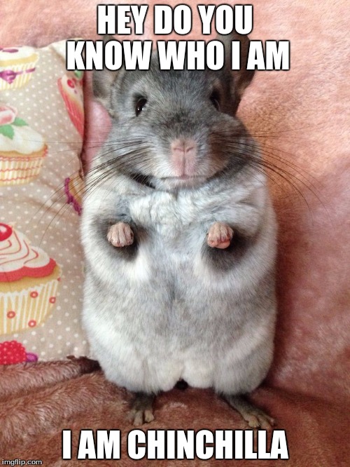 HEY DO YOU KNOW WHO I AM; I AM CHINCHILLA | made w/ Imgflip meme maker