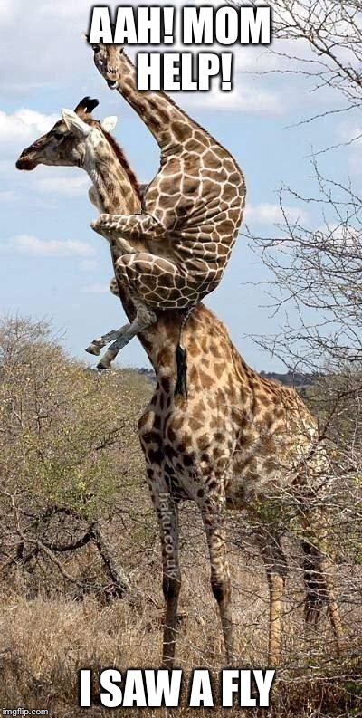 Funny Giraffe | AAH! MOM HELP! I SAW A FLY | image tagged in funny giraffe | made w/ Imgflip meme maker