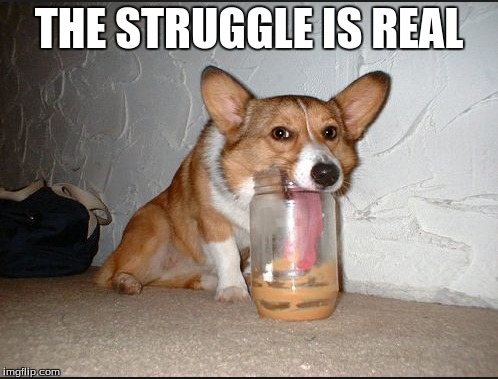 THE STRUGGLE IS REAL | image tagged in corgi,peanut butter,real life | made w/ Imgflip meme maker