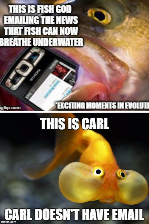 Holding Breath Fish Didn't Get Memo | image tagged in email,goldfish,fish | made w/ Imgflip meme maker