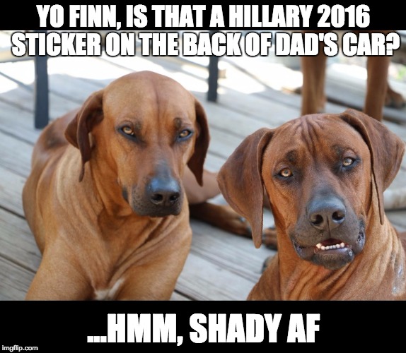 YO FINN, IS THAT A HILLARY 2016 STICKER ON THE BACK OF DAD'S CAR? ...HMM, SHADY AF | image tagged in dogs | made w/ Imgflip meme maker