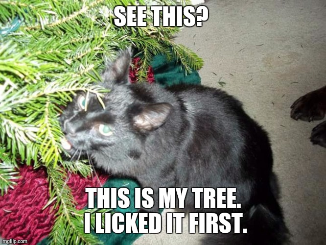 SEE THIS? THIS IS MY TREE. I LICKED IT FIRST. | image tagged in pets | made w/ Imgflip meme maker