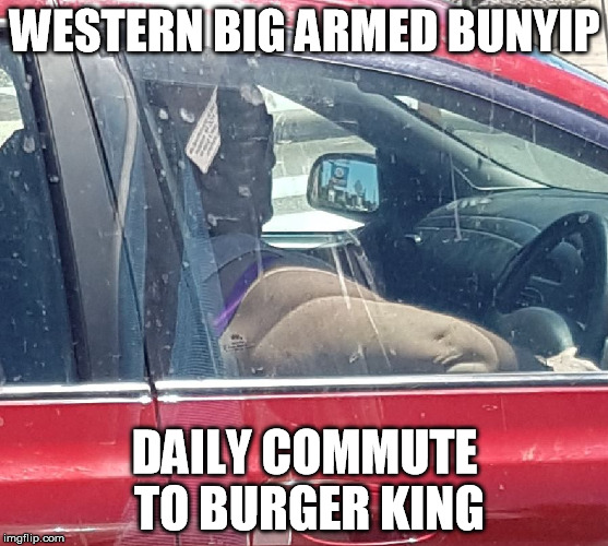 Western Big Armed Bunyip | WESTERN BIG ARMED BUNYIP; DAILY COMMUTE TO BURGER KING | image tagged in western big armed bunyip | made w/ Imgflip meme maker
