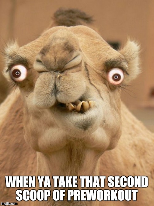 camel | WHEN YA TAKE THAT SECOND SCOOP OF PREWORKOUT | image tagged in camel | made w/ Imgflip meme maker