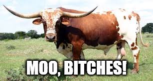 Moo Bitches | image tagged in moo,bitches,moo bitches,longhorn,bull,texans | made w/ Imgflip meme maker