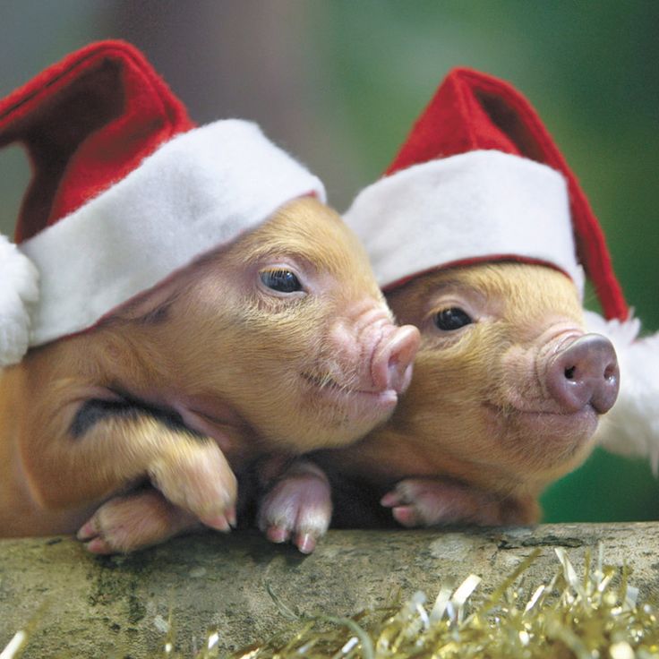 Christmas pigs Blank Meme Template