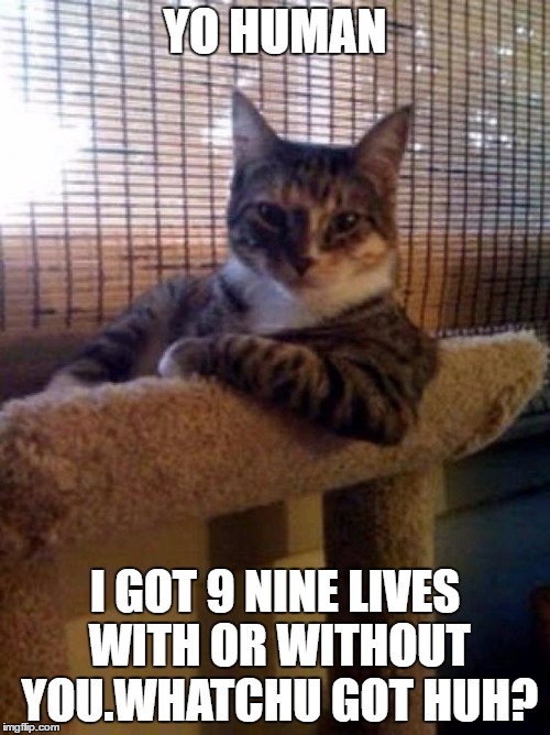 cats | YO HUMAN; I GOT 9 NINE LIVES WITH OR WITHOUT YOU.WHATCHU GOT HUH? | image tagged in cats | made w/ Imgflip meme maker