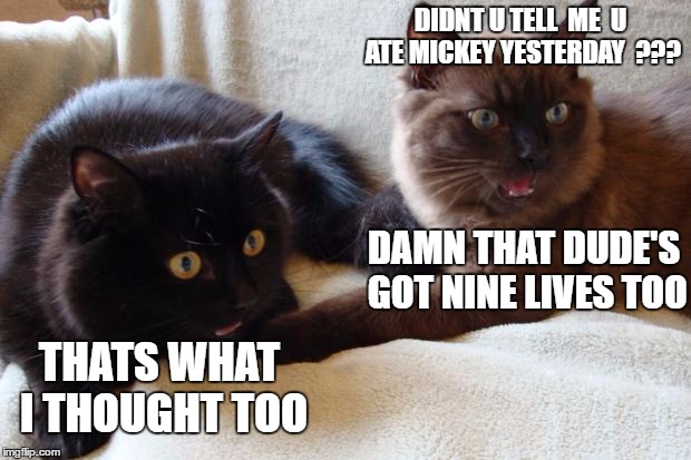 Cats in Shock | DIDNT U TELL  ME  U ATE MICKEY YESTERDAY  ??? DAMN THAT DUDE'S GOT NINE LIVES TOO; THATS WHAT I THOUGHT TOO | image tagged in cats in shock | made w/ Imgflip meme maker