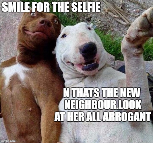 selfie dogs | SMILE FOR THE SELFIE; N THATS THE NEW NEIGHBOUR.LOOK AT HER ALL ARROGANT | image tagged in selfie dogs | made w/ Imgflip meme maker