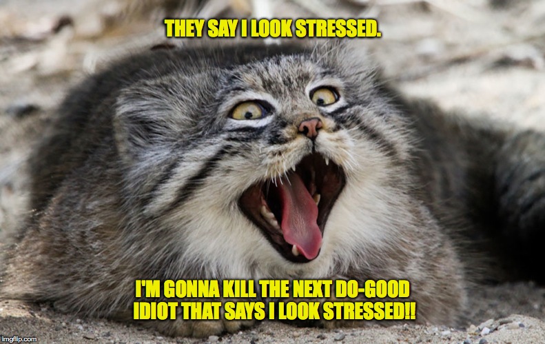 Pallas's Cat | THEY SAY I LOOK STRESSED. I'M GONNA KILL THE NEXT DO-GOOD IDIOT THAT SAYS I LOOK STRESSED!! | image tagged in stressed out | made w/ Imgflip meme maker