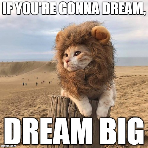 CatLion | IF YOU'RE GONNA DREAM, DREAM BIG | image tagged in cat,lion,dream | made w/ Imgflip meme maker
