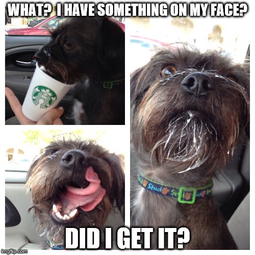 Something on my face | WHAT?  I HAVE SOMETHING ON MY FACE? DID I GET IT? | image tagged in starbucks,whipped cream,face,dog,cute | made w/ Imgflip meme maker