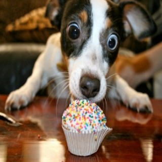 cupcake dog meme