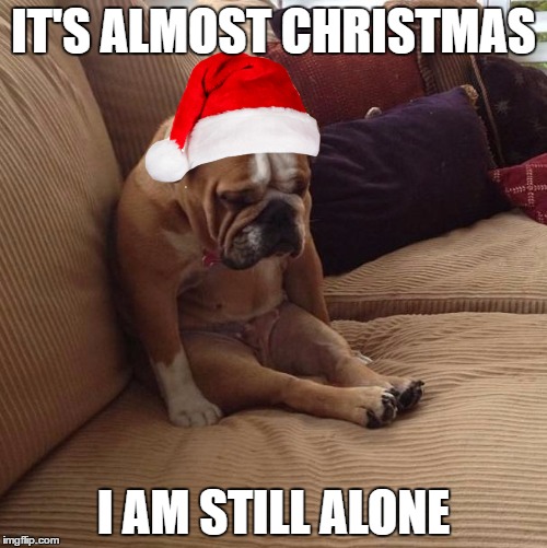 my christmas | IT'S ALMOST CHRISTMAS; I AM STILL ALONE | image tagged in sad,dog,bulldog,christmas,forever alone | made w/ Imgflip meme maker