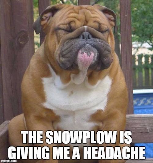 English bull dog | THE SNOWPLOW IS GIVING ME A HEADACHE | image tagged in english bull dog | made w/ Imgflip meme maker