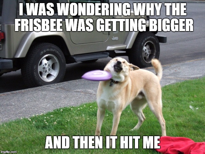 I WAS WONDERING WHY THE FRISBEE WAS GETTING BIGGER; AND THEN IT HIT ME | image tagged in dog,funny,pets,animal,hilarious,stupid | made w/ Imgflip meme maker