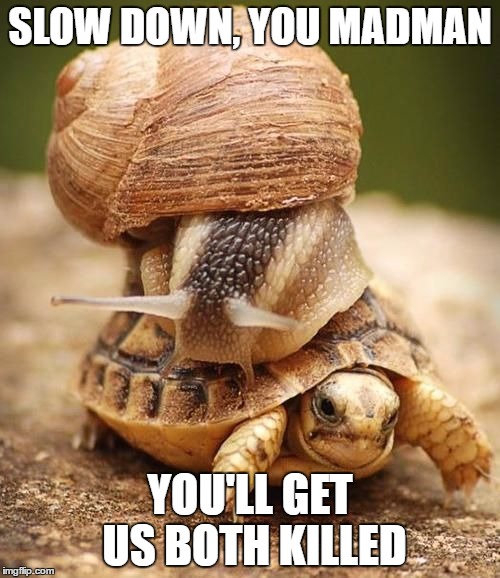 SLOW DOWN, YOU MADMAN; YOU'LL GET US BOTH KILLED | image tagged in snail riding turtle,2fast4me | made w/ Imgflip meme maker