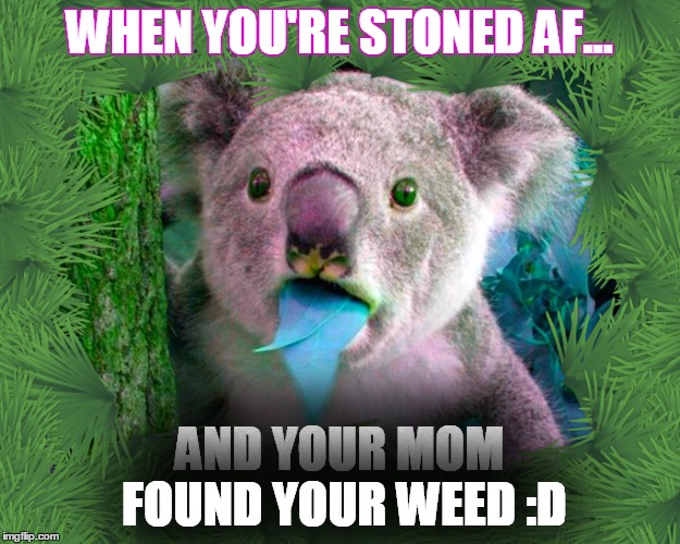 Stoner Koala | WHEN YOU'RE STONED AF... AND YOUR MOM FOUND YOUR WEED :D | image tagged in stoner koala,oh crap,caught | made w/ Imgflip meme maker