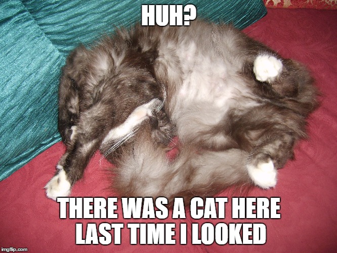 Image tagged in funny cats,sleepy cat,funny animals,furry - Imgflip