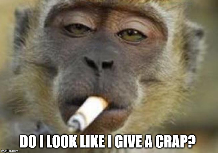 Monkey doesn't give a crap | DO I LOOK LIKE I GIVE A CRAP? | image tagged in lmao,no fucks given,funny memes | made w/ Imgflip meme maker